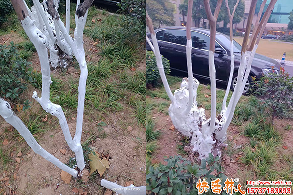 冬季樹木涂白 綠化中的隱藏好處